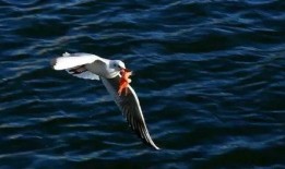 天津海鸥爆料最新消息,揭秘神秘项目背后的真相